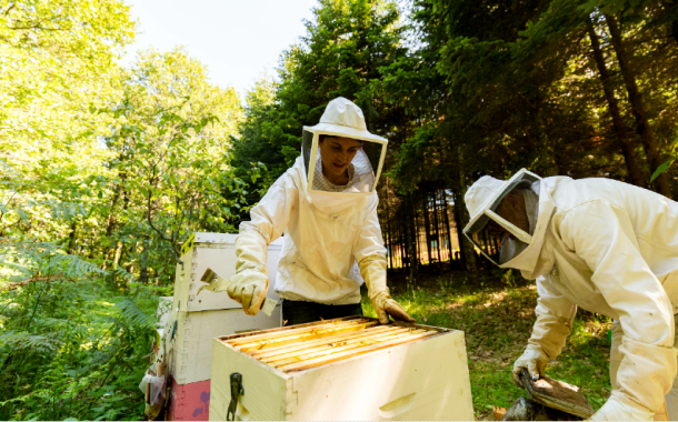Η πρώτη μελισσοκομική οικοτεχνία στην Ελλάδα